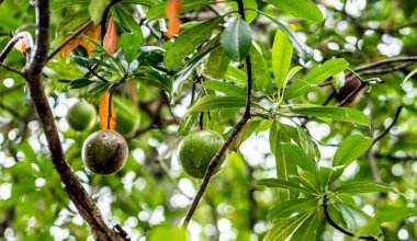 Güneydoğu Asya Malezya 'da tropik meyve yetiştiren bitkiler