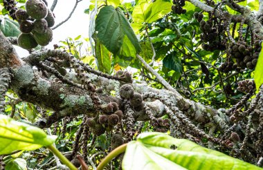 Güneydoğu Asya Malezya 'da tropik meyve yetiştiren bitkiler