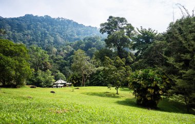 Güneydoğu Asya Malezya 'da bir bina. Yeşillik yeşil bir fotoğraf.