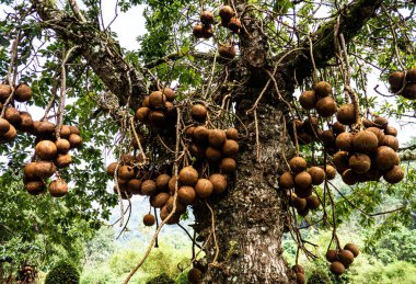 Güneydoğu Asya Malezya 'da tropik meyve yetiştiren bitkiler
