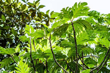 Tropik bitkiler, güneydoğu Asya ormanları, yemyeşil, zengin fotoğraflar.