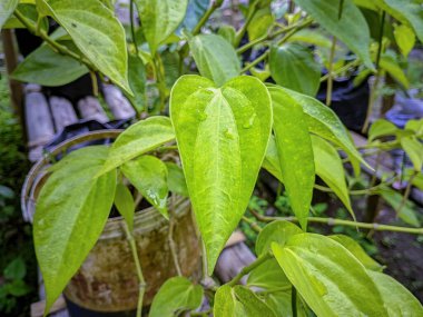 Betel leaves in the backyard garden clipart