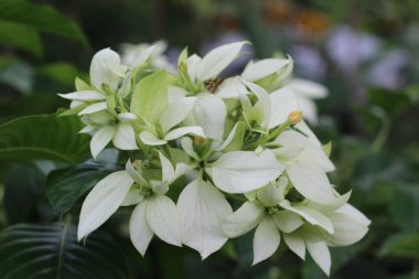 Mussaenda çiçekleri, büyüleyici beyaz renkte.