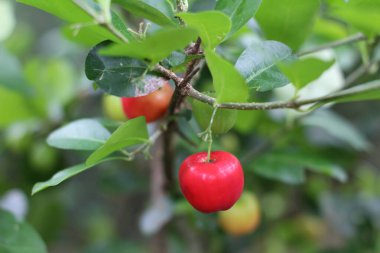 Acerola meyvesi, Barbados Cherry ve Jamaika Kirazı olarak da bilinir.