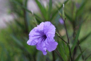 Ruellia Simplex, Meksika petunyası ya da Meksika çanı olarak da bilinir.