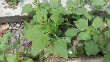 Slender araranth, her yıl çiçek açan bir bitki türüdür. Bu tür bir yabani ot. Evin etrafında fotoğraf çekiyordum..