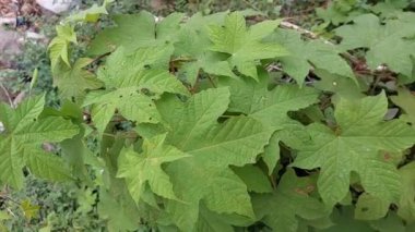 Hydrangea quercifolia 'nın yakın çekimi - Alice Oakleaf Hydrangea. Evin yanında çekilmiş.