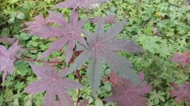Ricinus comis L, mor yaprak, hintyağı bitkisi, Hint yağı bitkisi, jeitonogami yoluyla kendi kendine tozlaşmayı tercih eden karışık bir tozlaşma sistemiyle çoğalır ve genellikle kırmızı udyum olarak adlandırılır. Yıldız yaprağı