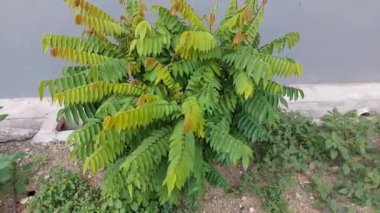 Yıldız meyvesi sebzesi (ayrıca 