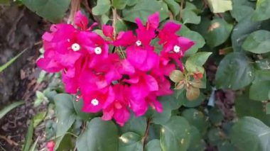 Bougainvillea çiçekleri ya da bahçede pembe kağıt çiçekler.