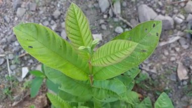 Guava 'nın Sağlık İçin Yaprakları' nın yararlarından biri de kolesterolü dengede tutabilmektir..