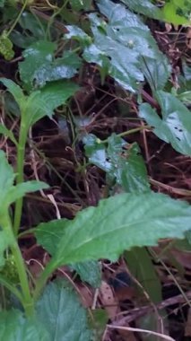 Çeşitli yapraklı çeşitli bitkiler. Eğreltiotları, kalp şeklindeki yapraklar (tırmanan bitkiler), küçük çalılar gibi bitkiler. Diğer tırmanma tesisleri