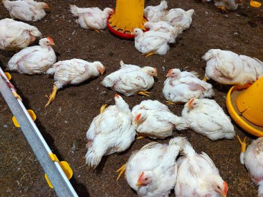 chicken coop with many broiler chickens resting on the floor. There are several yellow food and drink places scattered throughout the coop. clipart