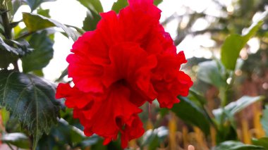 Hibiscus çiçekleri yaygın olarak Endonezya gibi tropikal ve subtropikal bölgelerde süs bitkisi olarak yetişir. Çiçekler büyük, kırmızı ve kokusuz..