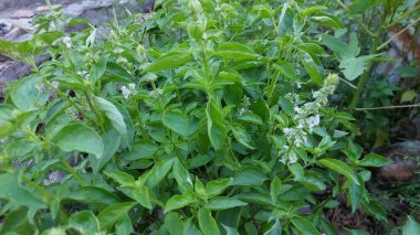 Taze limon fesleğeni, Ocimum bazilika, Ocimum americanum, O bazilicum var. anisatum Benth, Ocimum africanum, citriodorum, Hoary Basil in the garden. Endonezya salata malzemeleri.