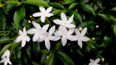Çiçekler (Wrightia Antidysenterica, Beyaz Melek Çiçeği) bahçedeki beyaz, güzel doğal çiçeklerdir.