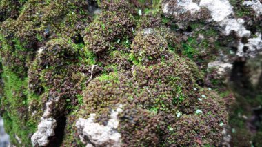 Yosun kurak mevsimden sonra kayalarda yetişir. Yağmur yosunları kayaları ve diğer yüzeyleri kaplayan yemyeşil bir halıya dönüştürür..