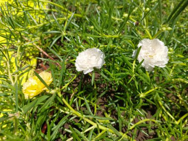 Yakın plan - Portekiz çiçeği ve doğal arka plan. Endonezyalılar buna krokot der..