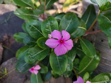 Çiçek açmış güzel bir mor ya da pembe Vinca çiçeğine yakın çekim