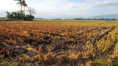 Toplanan pirinç tarlalarının görünüşü veya atmosferi.