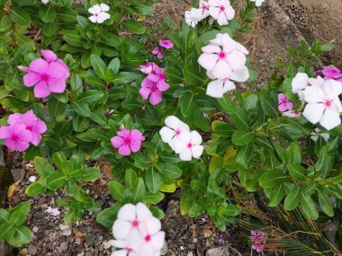 Lochnera Rosea, Vinca Rosea, Ammoallis Rosea, süs bitkileri..