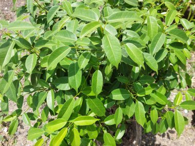 Banyan ağacı (Ficus luschnathiana), evin yanındaki bitkinin fotoğrafını çeker.