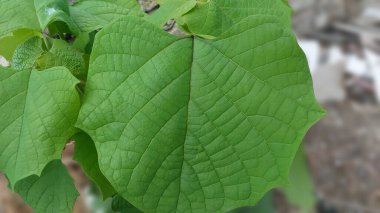 White teak tree or white teak leaves grow in the garden. clipart