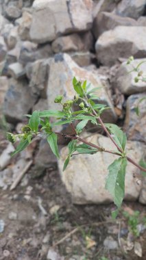 Eclipta alba (Urang-aring, false daisy, with a background of mountain rocks. This plant is a species of plant in the sunflower family. clipart