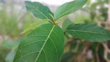 Yeşil yapraklar, açıkça görülebilir damarlar. Bu yapraklar taze ve sağlıklı görünüyor, parlak yeşil renkli ve pürüzsüz desenli..