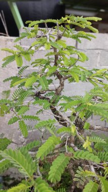 Bahçedeki Banyan bonsai çiçekleri büyür ve gelişir. Banyan bitkileri diğer bitkilerin gövdelerinde yetişen tohumlar yoluyla büyüyen bir bitki türüdür..