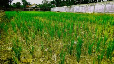 Tarlalardaki pirinç bitkileri kuraklık yaşıyor.