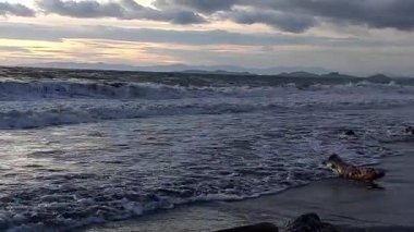 Salopi-Pinrang sahilinde okyanus dalgaları, Makassar, Endonezya