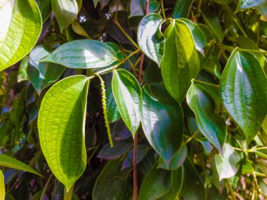 Bahçede meyve veren biber ağacı