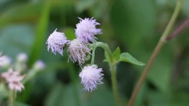 Yeşil ve kahverengi yapraklı Eupatorium kokulu bitki. Sapının üst kısmında küçük beyaz çiçekler var. Bu bitki sık sık ot olarak kabul edilir..