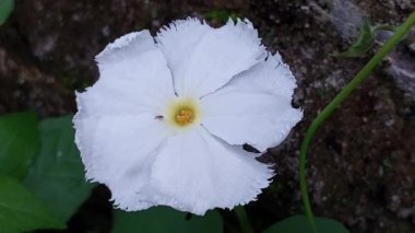 Yılan kabağı çiçeği (Trichosanthes salatalık). Bu çiçek, eşsiz püsküllü taç yaprakları ve sarı bir merkezi olan beyazdır. Genellikle geleneksel tıpta kullanılır.