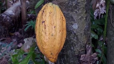 Kakao (Theobroma kakao). Bu meyve oval şekillidir ve çok güzel bir yüzeyi vardır ve sarı-turuncu renktedir. Kakao, kakao ağacının gövdesinde yetişir ve çikolata yapımının ana malzemesidir..