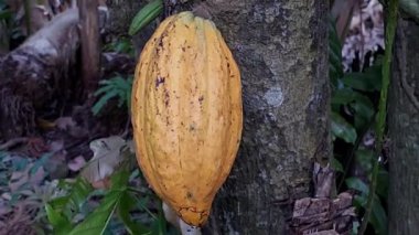 Kakao (Theobroma kakao). Bu meyve oval şekillidir ve çok güzel bir yüzeyi vardır ve sarı-turuncu renktedir. Kakao, kakao ağacının gövdesinde yetişir ve çikolata yapımının ana malzemesidir..