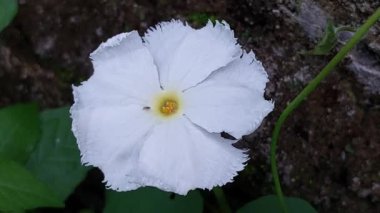 Yılan kabağı çiçeği (Trichosanthes salatalık). Bu çiçek, eşsiz püsküllü taç yaprakları ve sarı bir merkezi olan beyazdır. Genellikle geleneksel tıpta kullanılır.