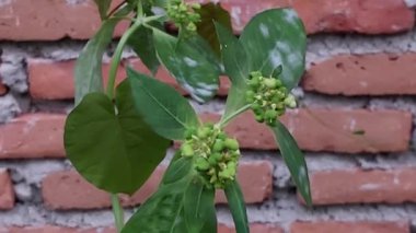 Euphorbia hirta, patikan kebo olarak bilinir. Bu bitkinin oval yeşil yaprakları ve kümeler halinde büyüyen küçük sarımsı yeşil çiçekleri vardır. Euphorbia hirta genellikle geleneksel tıpta kullanılır.