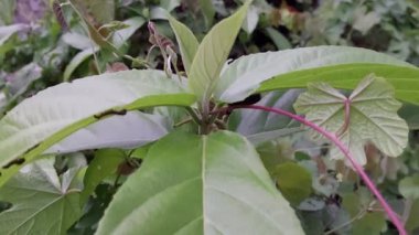 Passiflora edulis ya da çarkıfelek meyvesi yaprakları. Yapraklar yeşil, açık damarlar ve kırmızı yaprak sapları var. Bu bitki C vitamini bakımından zengin meyveleriyle bilinir..