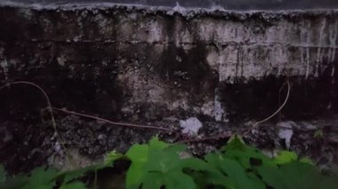 Cucurbitaceae ailesinden bir tırmanma bitkisi. Yaprakları parmak şeklinde ve pürüzlü dokusu olan yosunlu duvarların yanında yetişiyor..