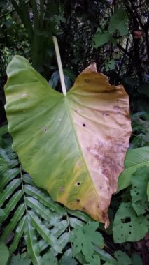 Taro bitkisinin yaprakları (Colocasia esculenta). Bu yapraklar büyük, kalp şeklinde, sararma ve deliklerle, hasar veya hastalık belirtileri gösteriyor..