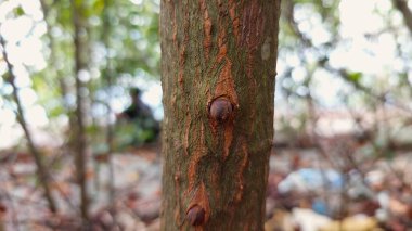 Ağaç gövdesi ve yeni filizler. Ağaç gövdesi pürüzlü desenli ve yeşilimsi kahverengidir. Yeni filizler açık yeşil ve koyu kahverengi uçlu. Ağacın büyüme sürecini gösterir.