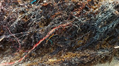 Kırmızı, mavi ve sarı iplikler de dahil olmak üzere çeşitli deniz atıklarıyla karıştırılmış bir yosun yığını. Bu deniz kirliliğinin bir göstergesidir..