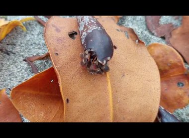 Sarı ve kahverengi yapraklar (mangrov yaprakları), tropikal ağaçların kuru yaprakları. ve bir grup münzevi yengeç ya da umang-umang (münzevi yengeçler) denizin kenarında sürünen kumda