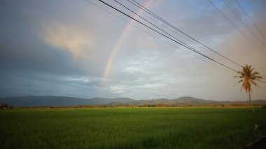 Dağlı yeşil pirinç tarlaları ve arka planda bulutlu gökyüzü. Gökyüzünde soluk bir gökkuşağı, sağ tarafta hindistan cevizi ağaçları ve yukarıda uzanan elektrik kabloları var. Güzel ve doğal!