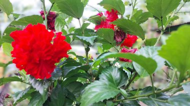 Kırmızı ve beyaz çiçekler, Bahçede kırmızı çiçekler