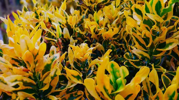 Parlak sarı çiçekler yeşil kush ve lav yapraklarıyla açar..