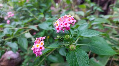 Bulanık Yeşil Yaprakların Arkaplanı 'nda Pembe ve Beyaz Lantana Camara Çiçekleri. Lantana Camara, çiçekli bir bitki türüdür..