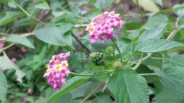 Yeşil Yaprak Arkaplanda Pembe ve Beyaz Lantana Camara Çiçekleri. Lantana Camara, çiçekli bir bitki türüdür..